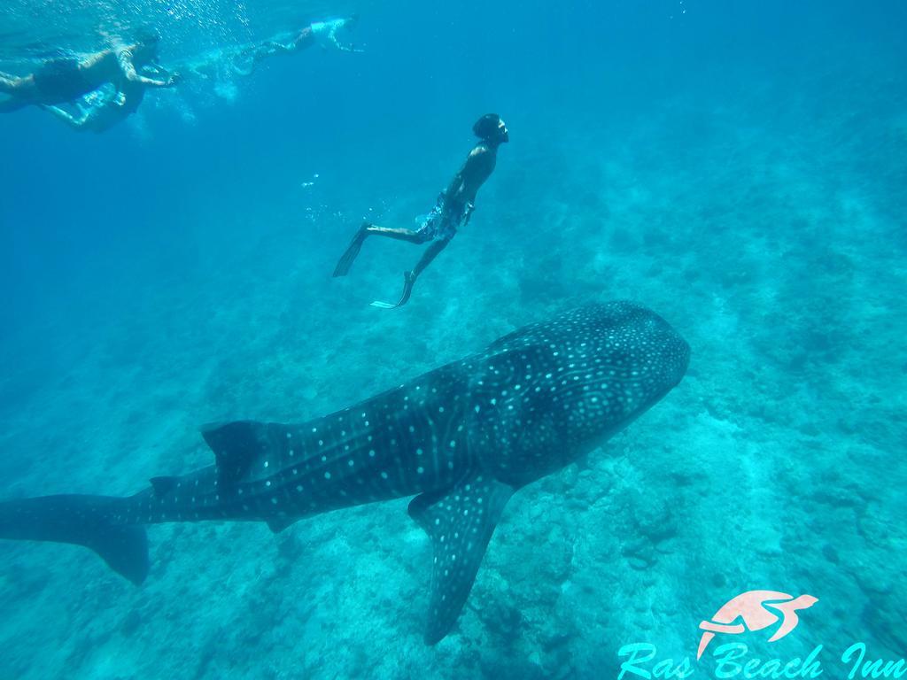 Ras Beach Inn Rasdhoo Экстерьер фото