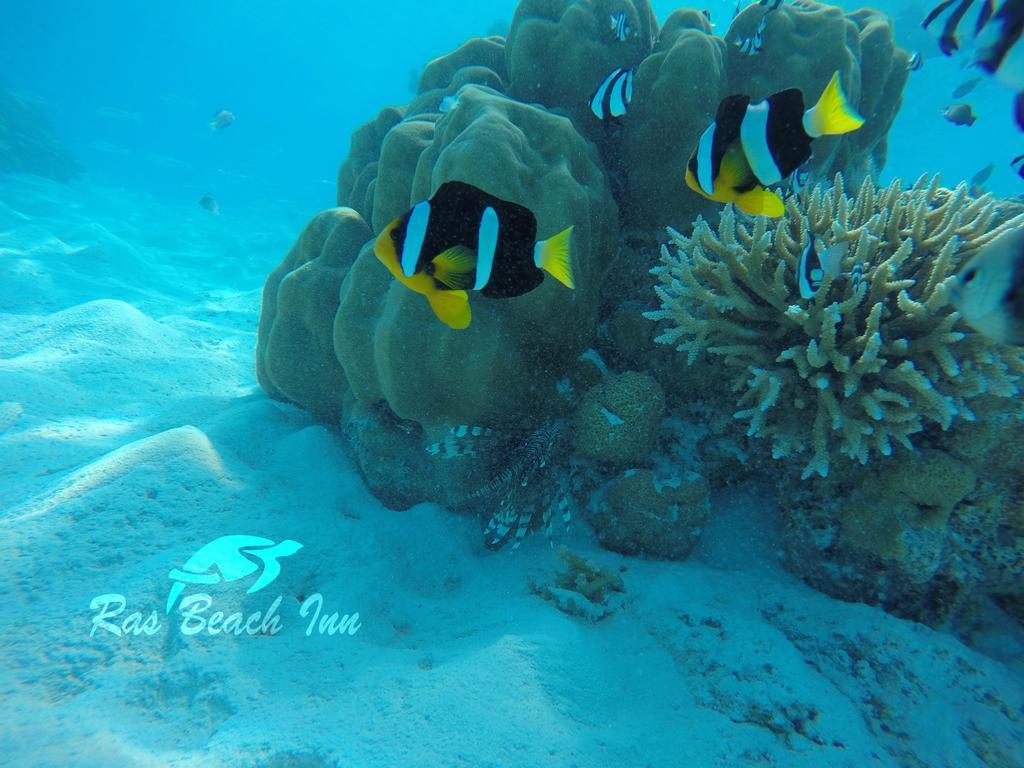 Ras Beach Inn Rasdhoo Экстерьер фото